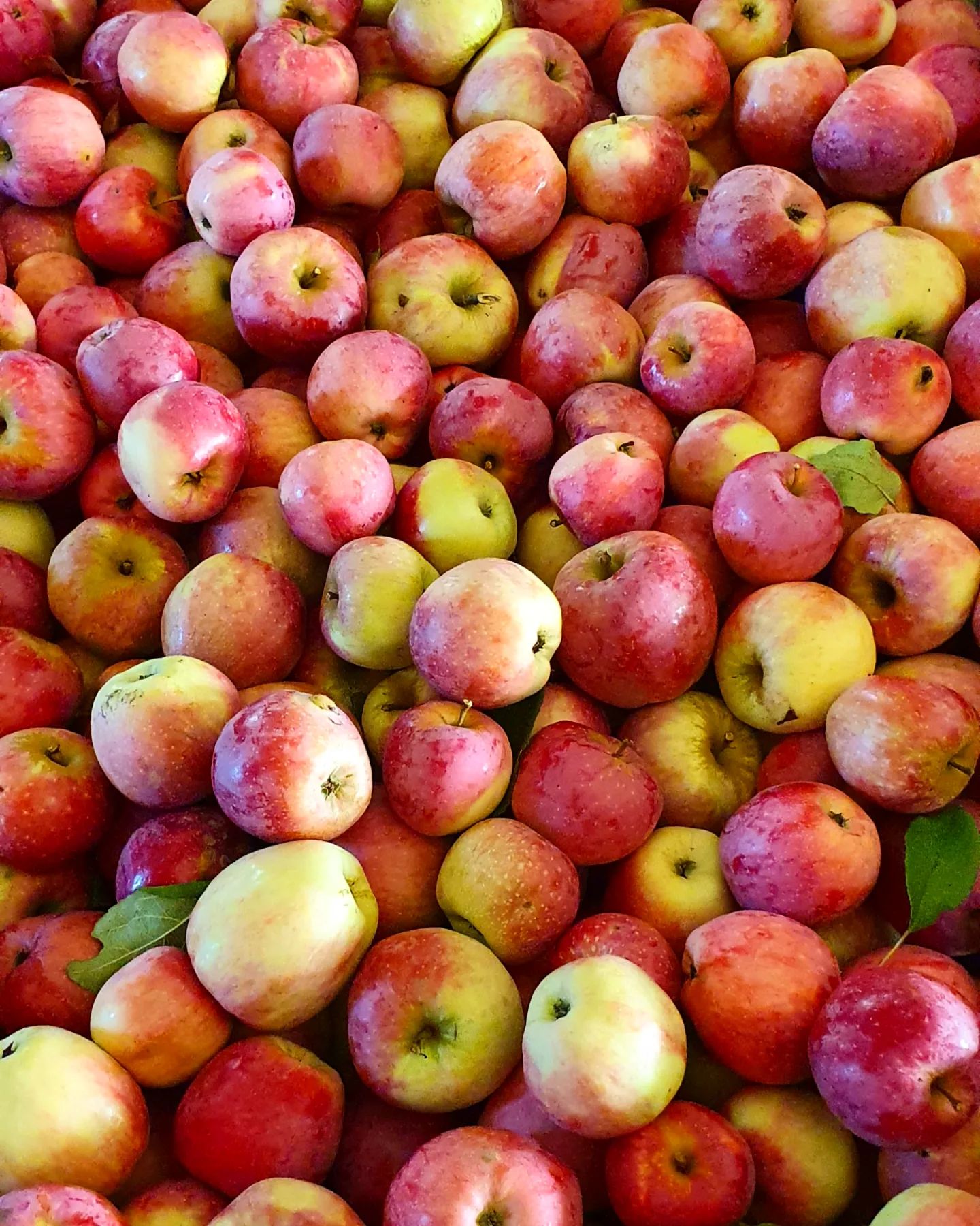 Saftige Äpfel