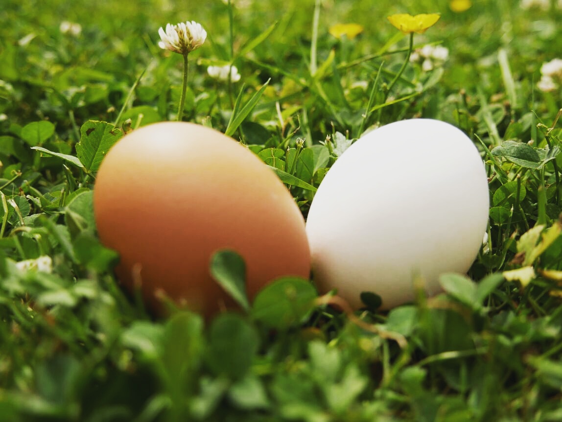 Eier
