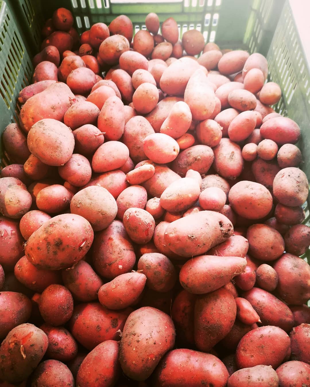 Kartoffeln