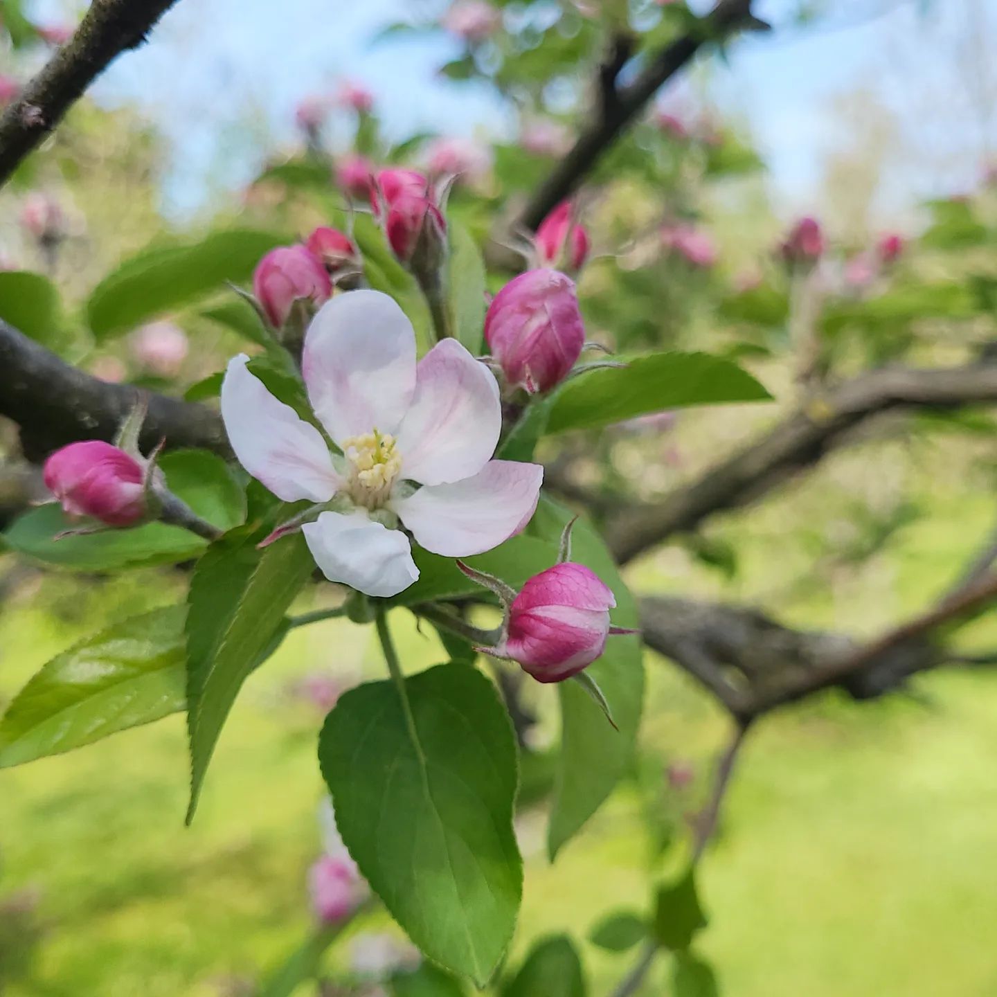 Apfelbaumblüten